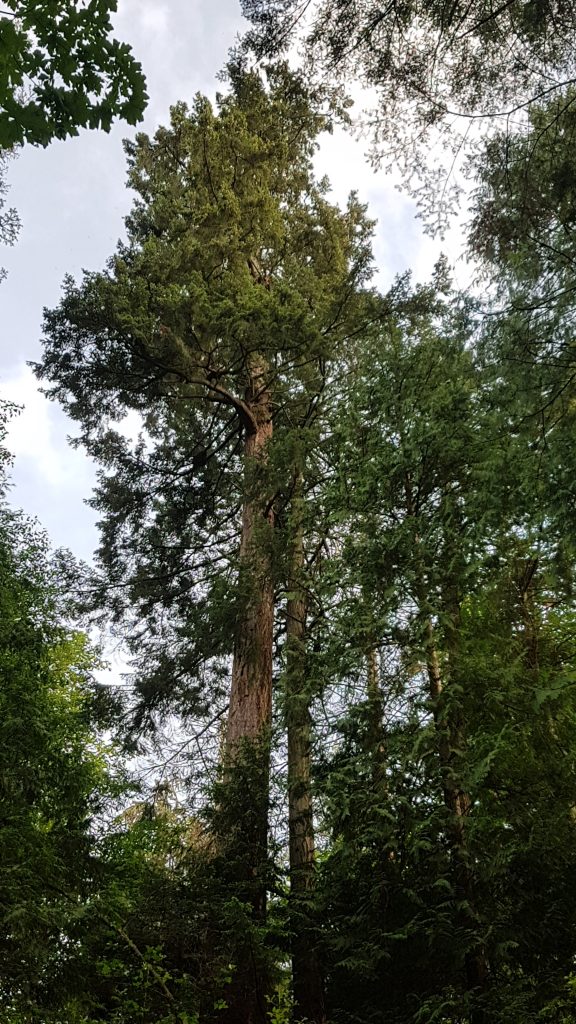 Douglas-fir - whole tree