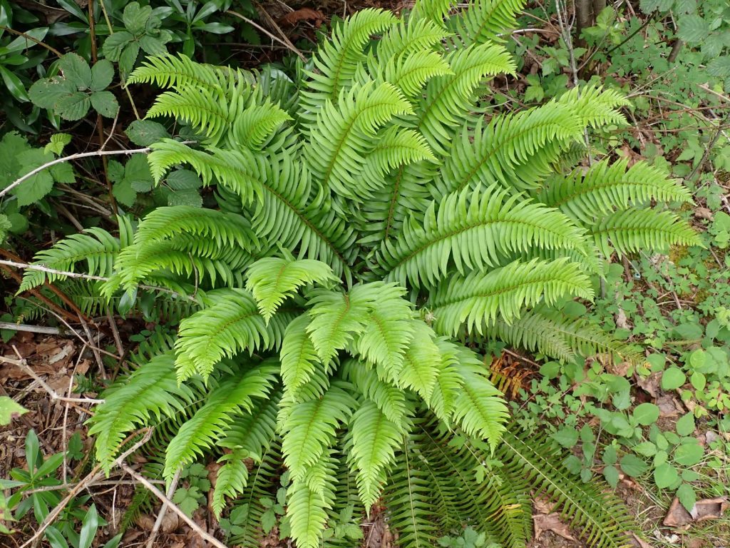 Sword fern