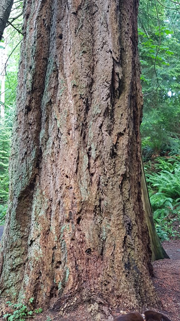 Douglas-fir trunk
