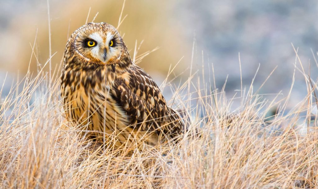 The Talking Egg: Short-eared Owl