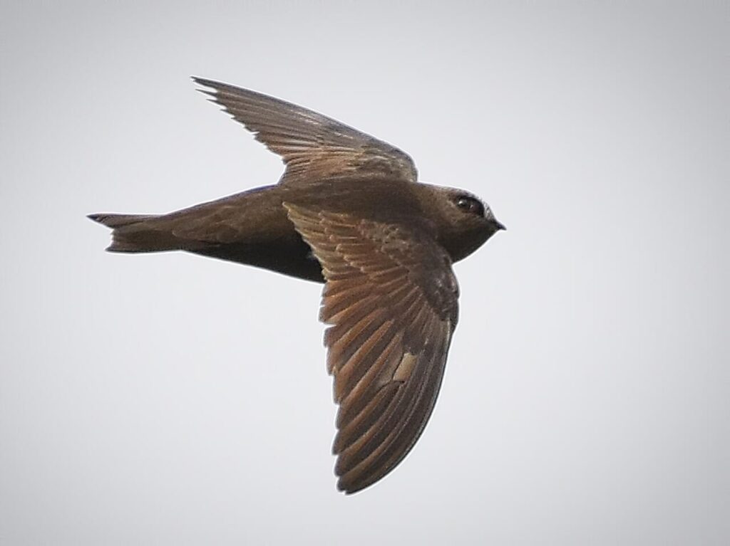 Adult Black swift showing notched tail (photo by Roger Beardmore).