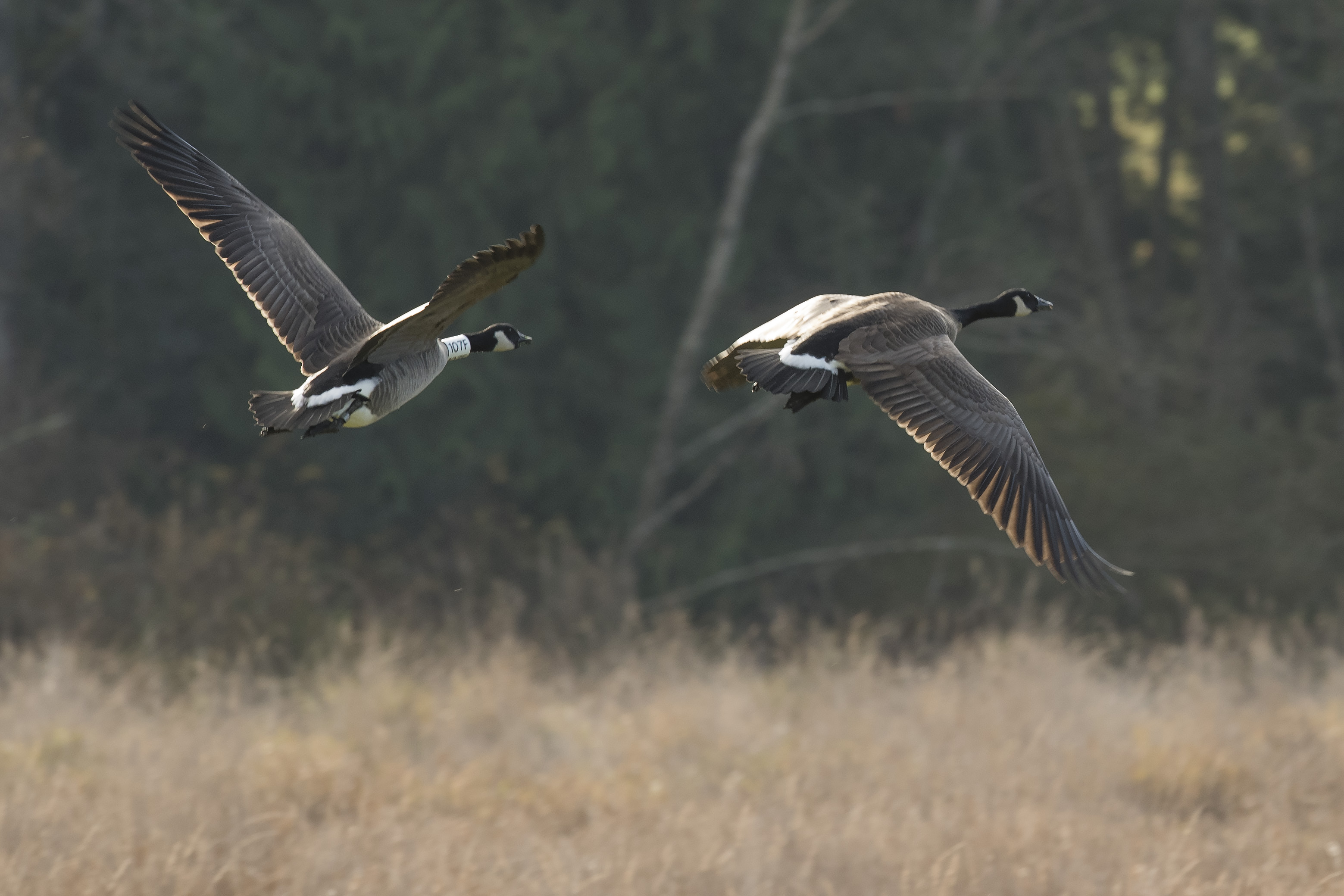 A pair of geese departing the fields adjacent to Mountain View Elementary - Ken Langelier Photo