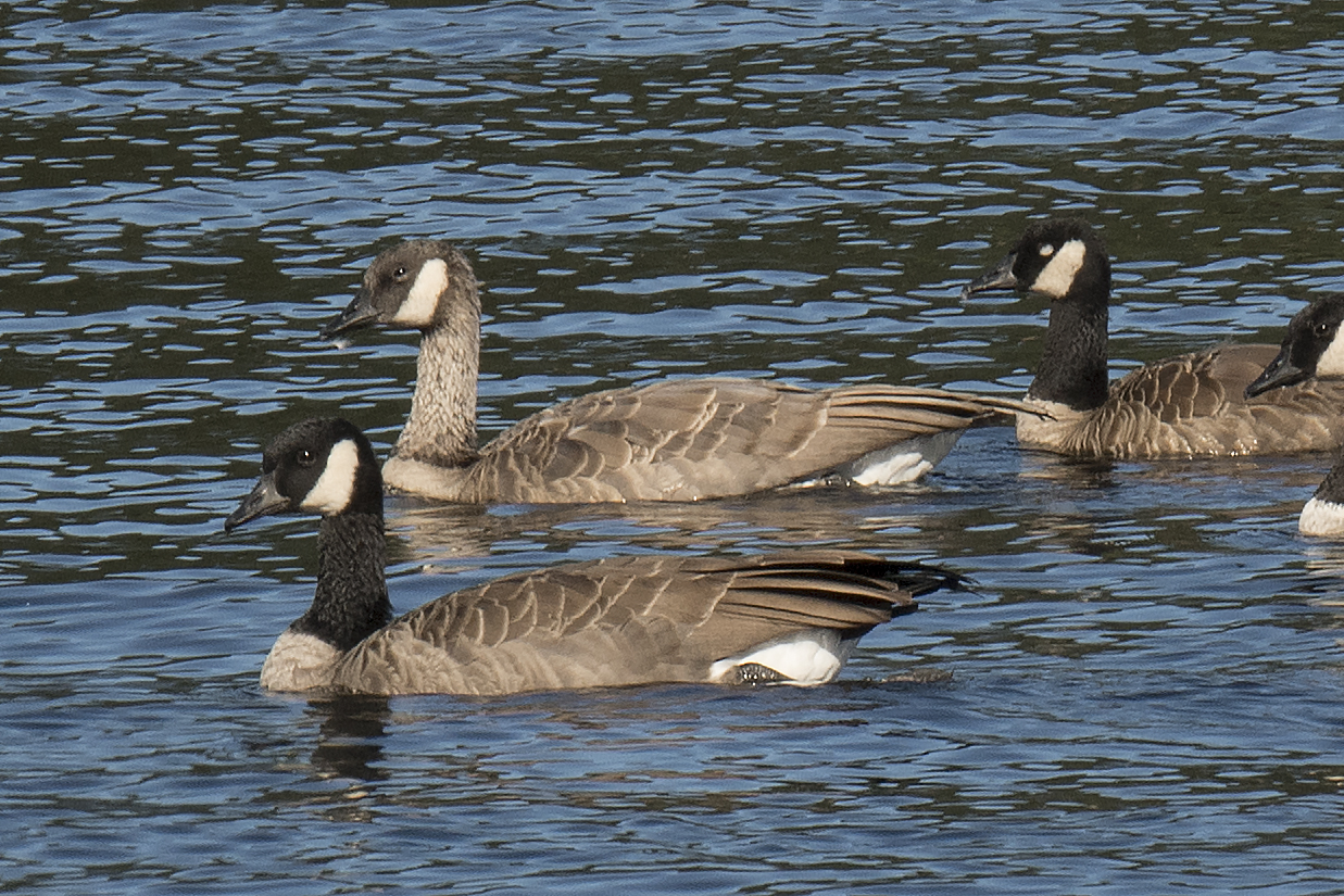 This unusual goose has been sighted at Long Lake on multiple occasions. It is thought to be partially albinisitic/leucistic - Ken Langelier photo