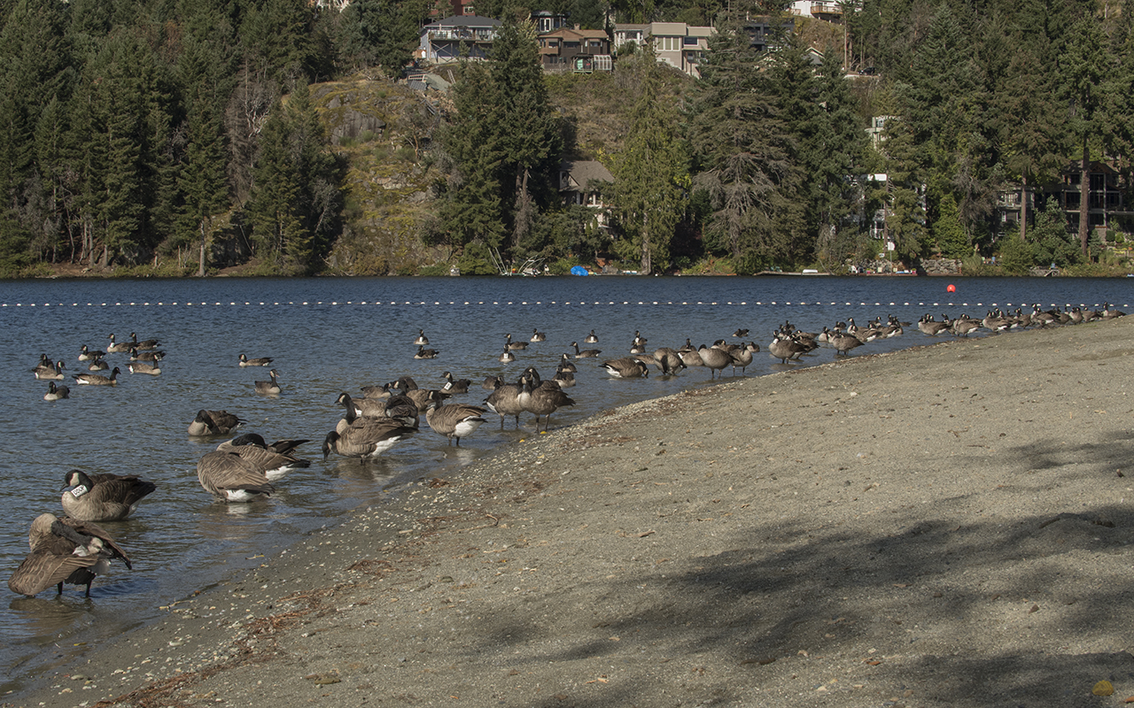 Long Lake is a favourite fall hangout for geese - Ken Langelier Photo