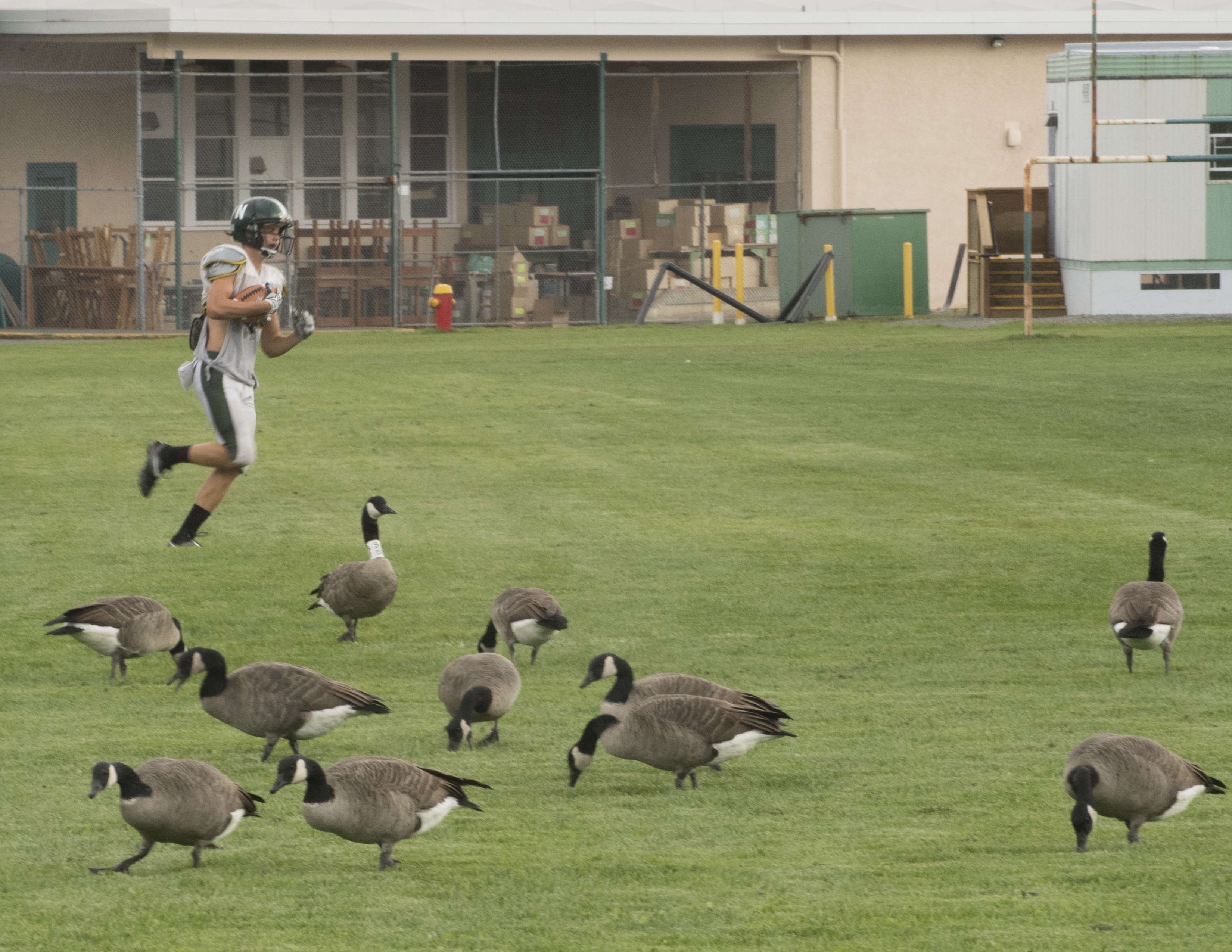 Some geese are very accustomed to "sharing" their turf - Ken Langelier Photo