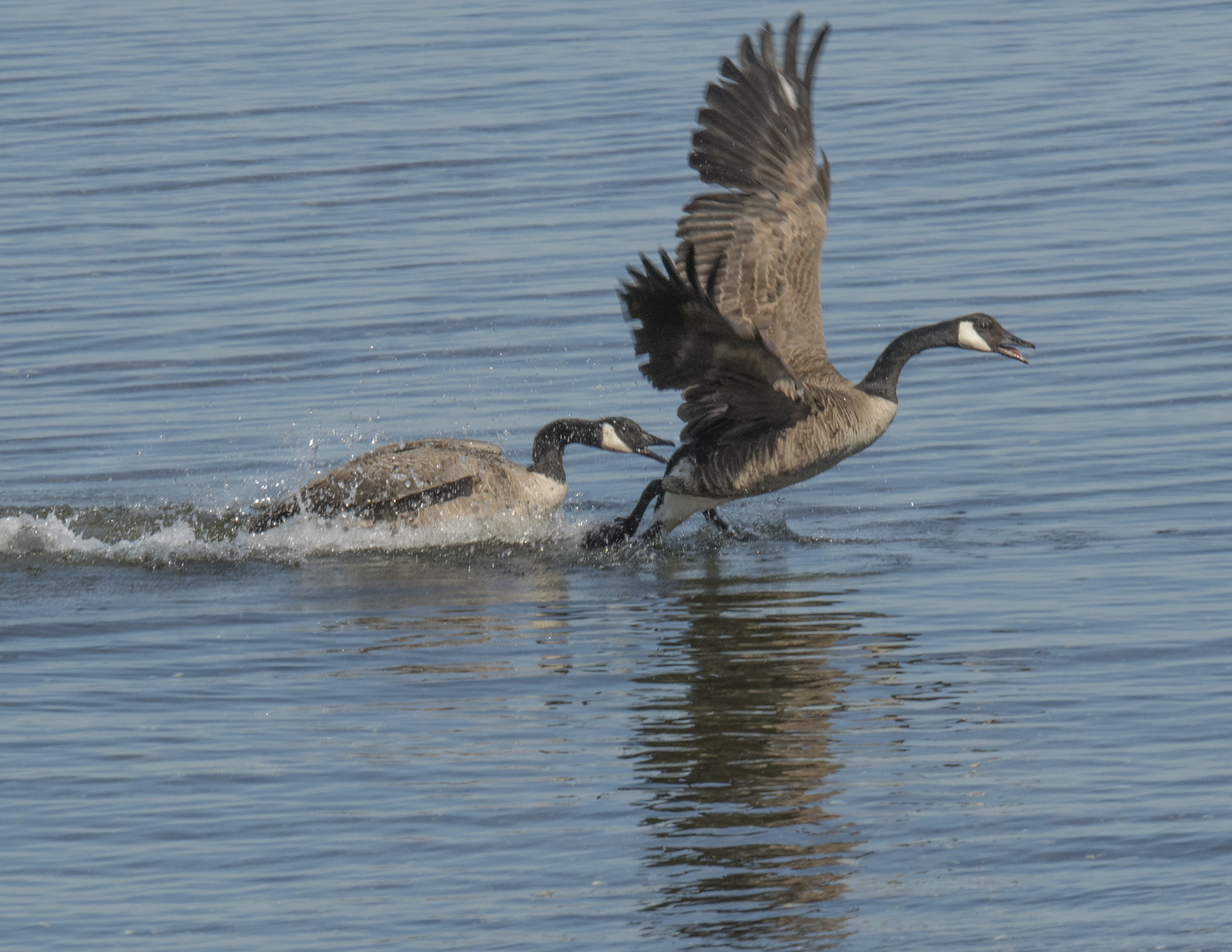 Goose fight! Ken Langelier photo
