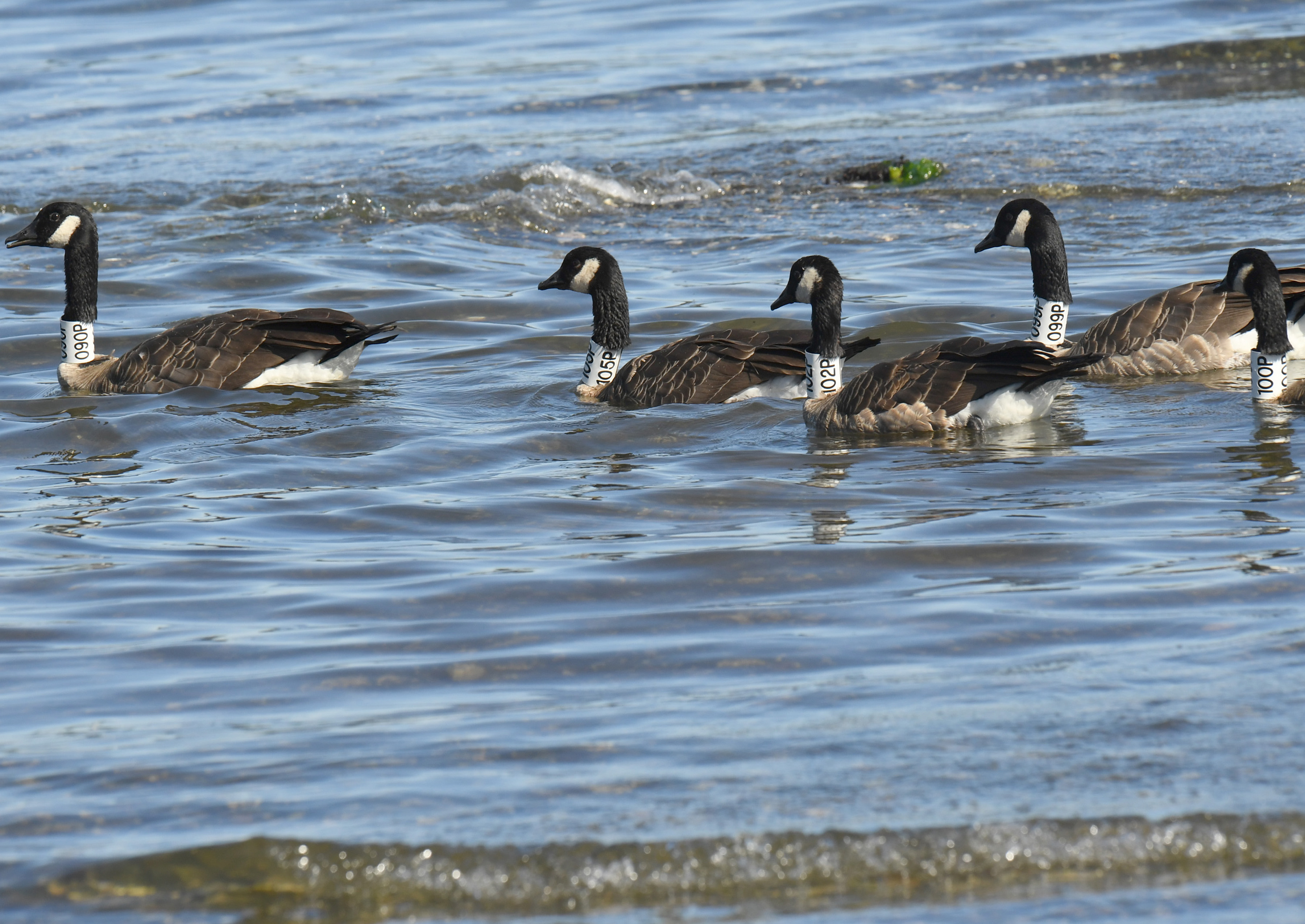 Many of the Departure Bay -banded geese appear to be urban dwellers and can be observed in large groups together - photo c/o Ken Langeliers
