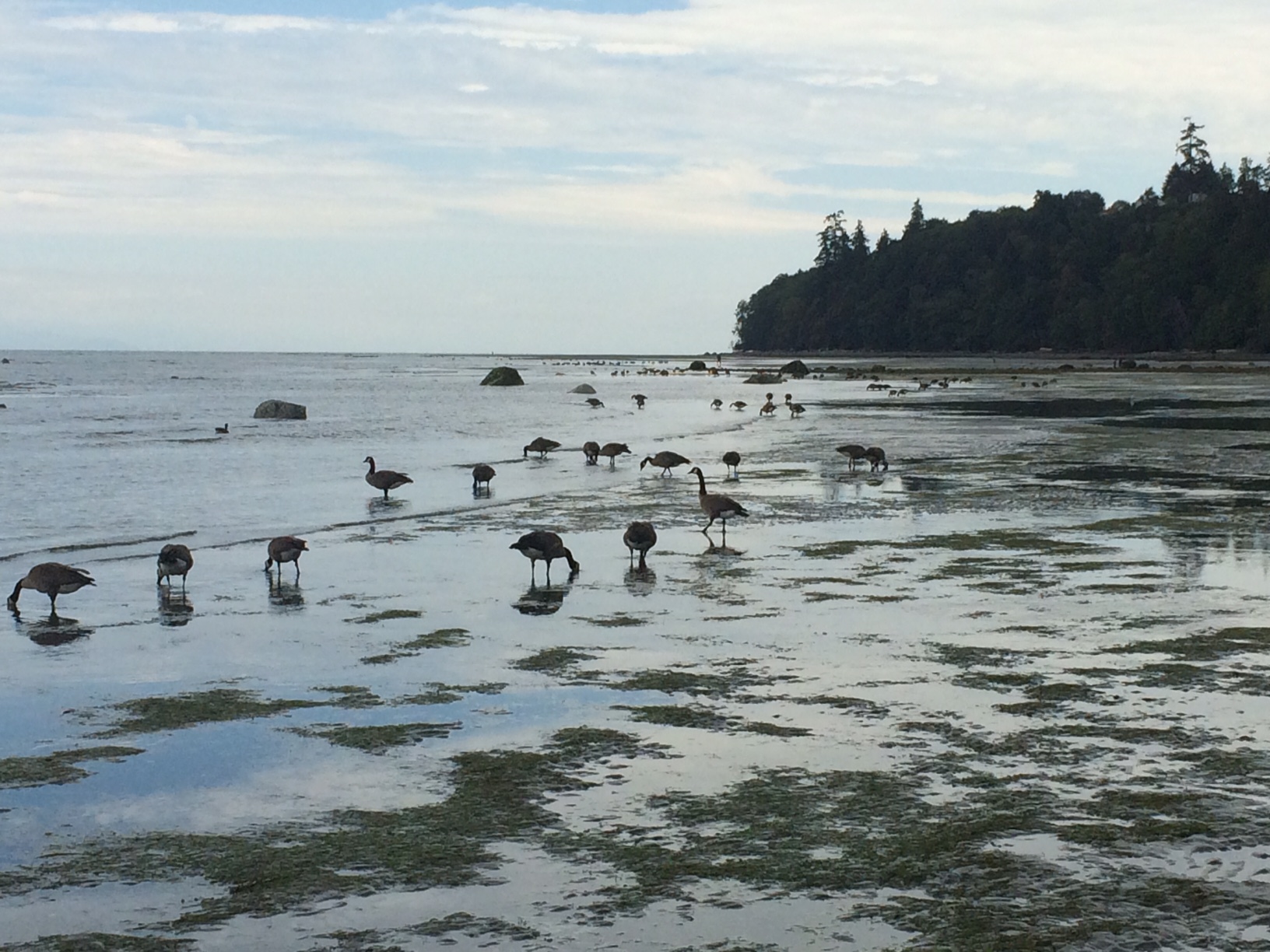 During the summer, large flocks of geese congregate along the North Nanaimo and Lantzville shorelines to feed on eelgrass - Stew Pearce photo