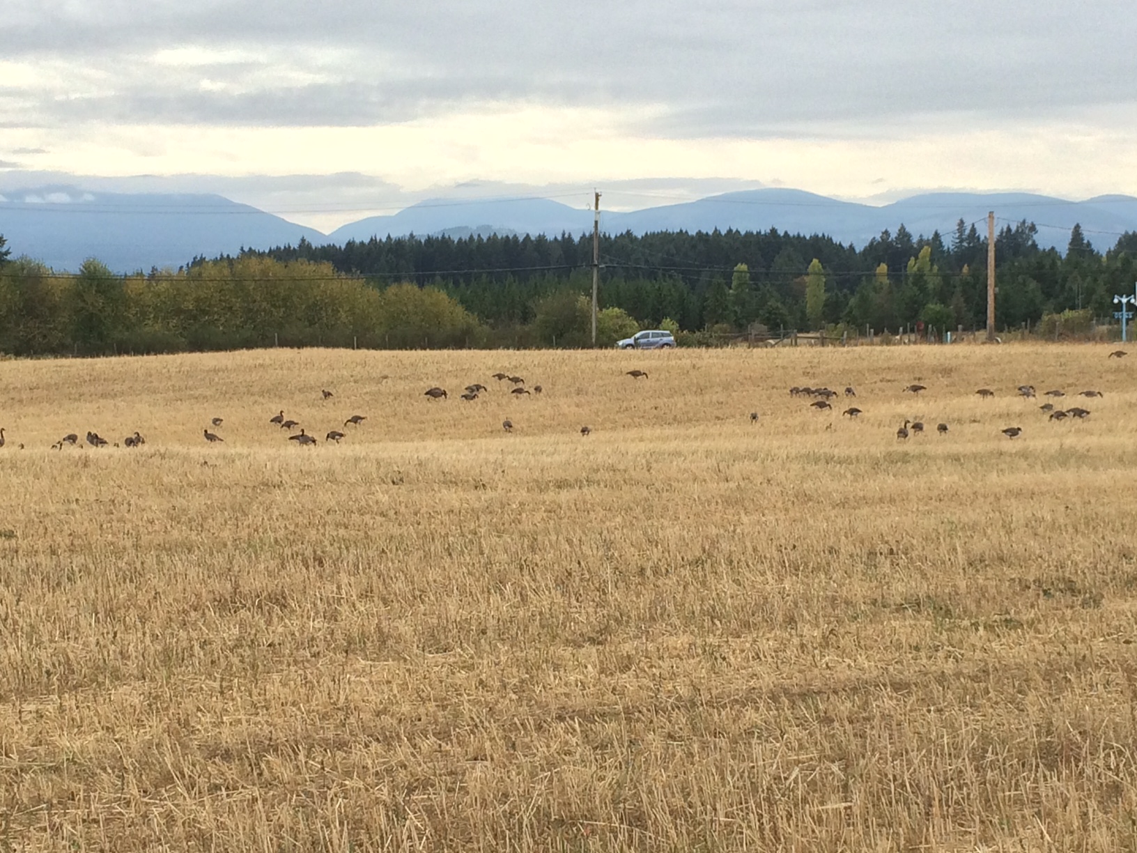 This grain field near the Crow & Gate Pub in Cedar was a big attractant for geese, with numbers exceeding 350 at times - Stew Pearce photo
