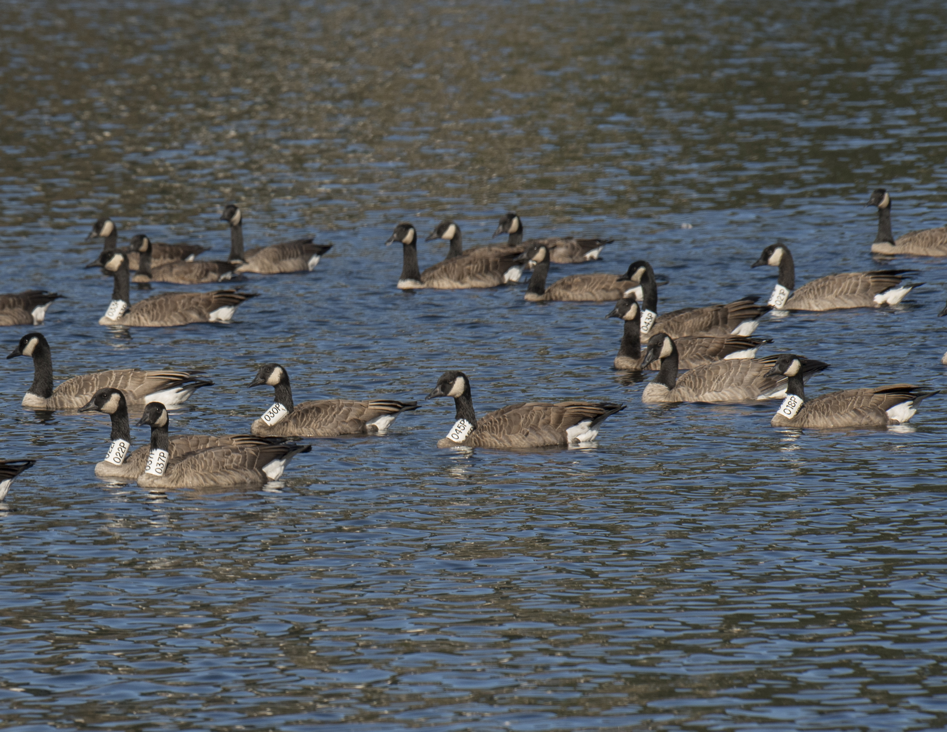 Since the moult period has ended, large congregations of geese have been observed in Long Lake, including many with collars - Ken Langelier photo