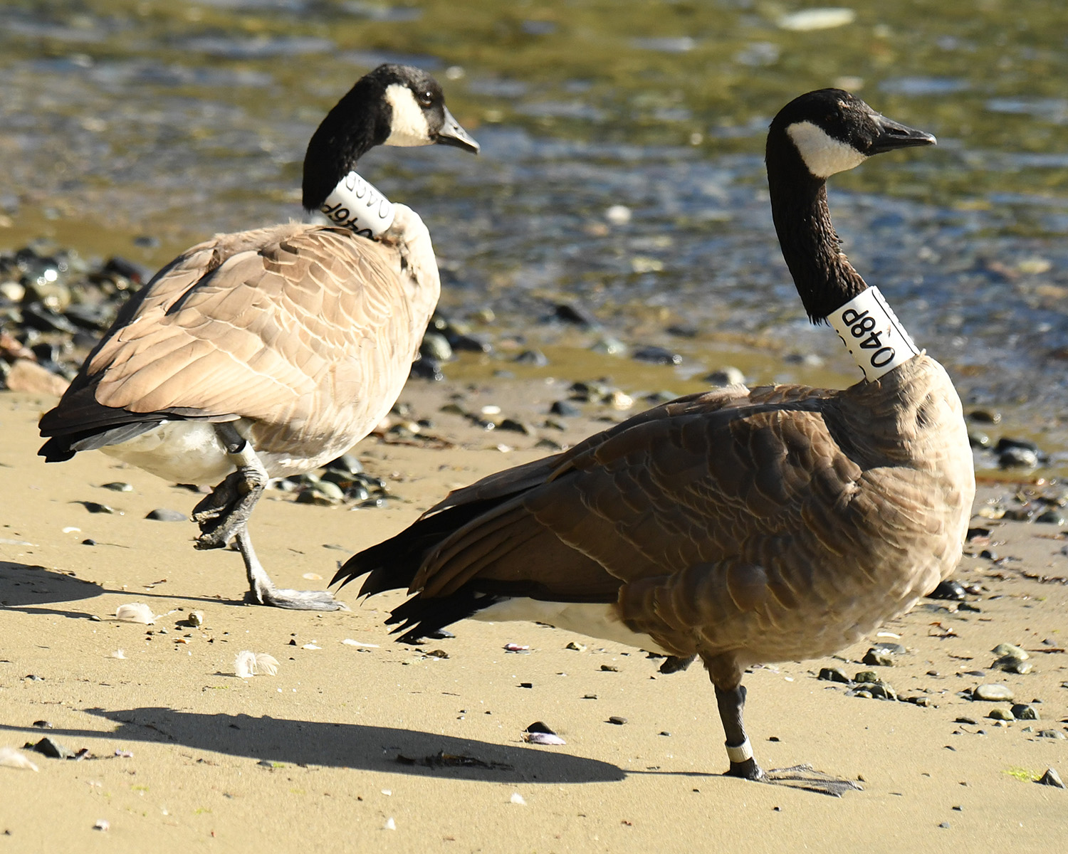 Hammond Bay geese loafing right where they were banded - Morningside Park, Hammond Bay. Photo c/o Ken Langeliers