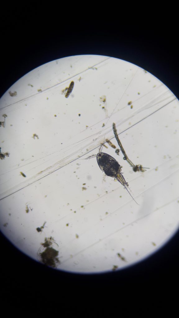 Cyclopoid copepod