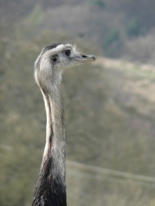 Ostrich by James Preston