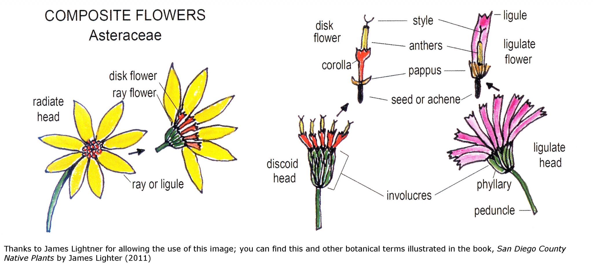 Achillea millefolium Flora around Nanaimo