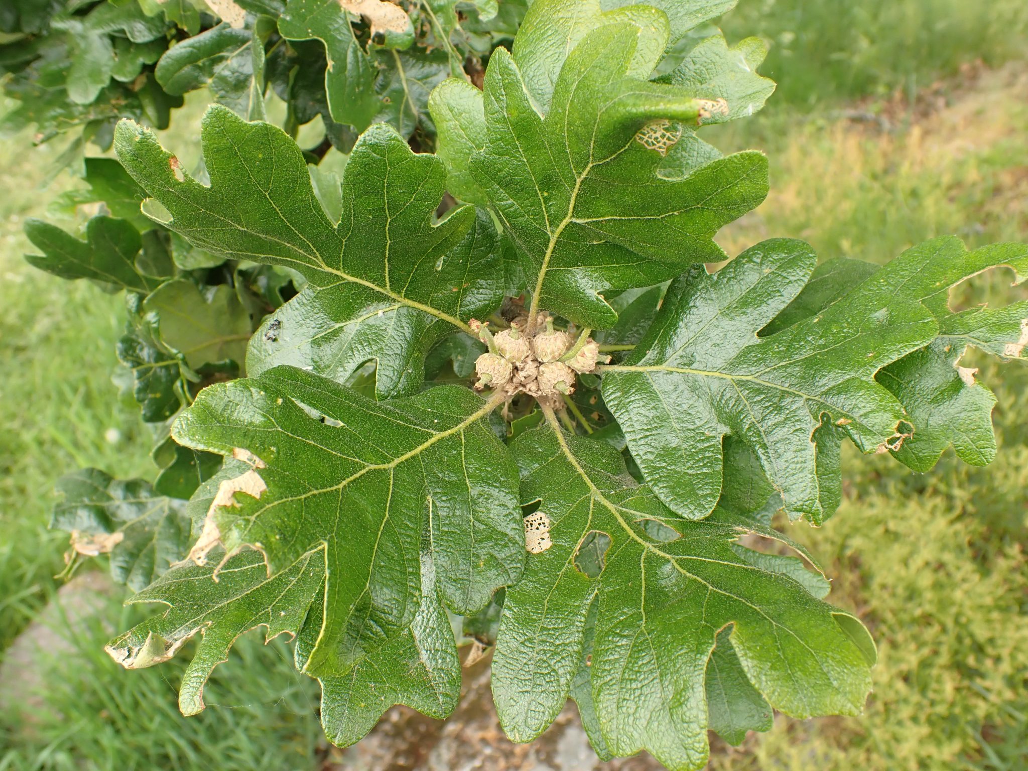 Quercus garryana – Flora around Nanaimo