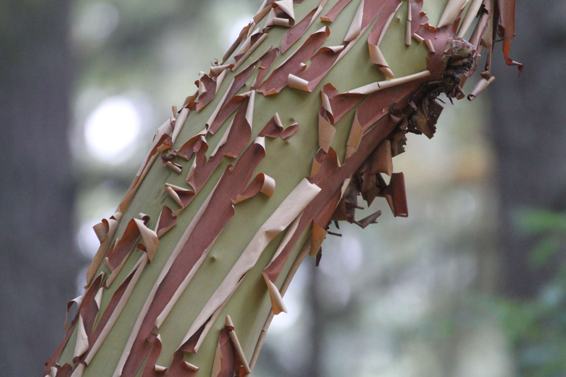 Arbutus menziesii Flora around Nanaimo