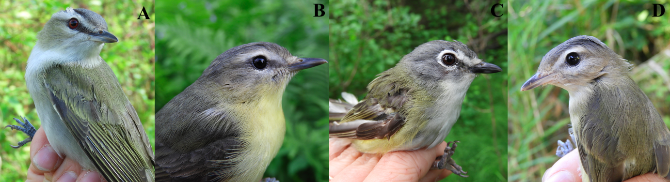 Figure 2: A comparison of some common vireo species found in North America. A) Red-eyed Vireo, B) Philadelphia Vireo, C) Blue-headed Vireo, D) Warbling Vireo (Western). Notice how the Philadelphia Vireo looks strikingly similar to the Warbling Vireo! A helpful distinguishing feature is their song, and if you are lucky enough to get a close look, you can see the darker lores and the more yellow throat of the Philadelphia Vireo. 2019. Photos: Samuelle Simard-Provençal.