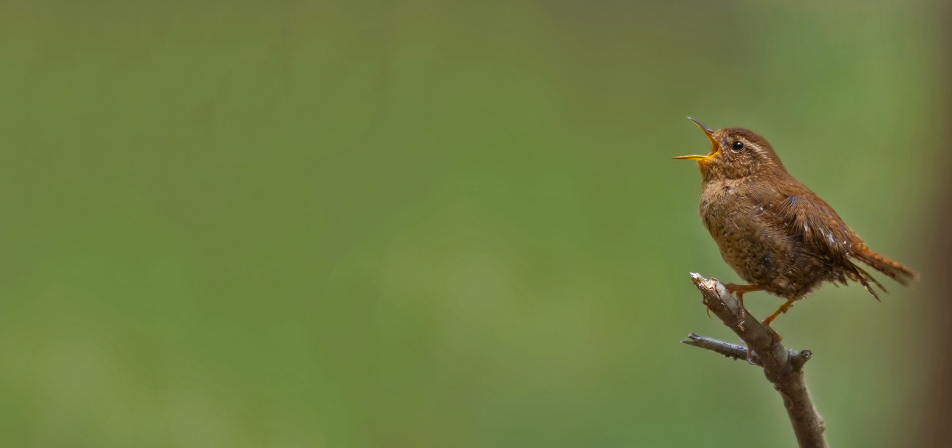 Earthbound but Undaunted: Wrens – Nature in Novato