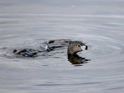 Pied-billed grebe sinking, by McGowan, 2020