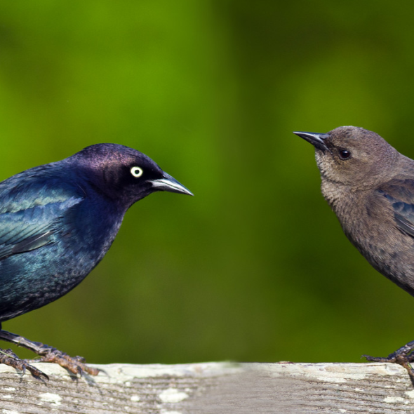 A male and female Brewer's blackbird, standing face-to-face on the same perch.