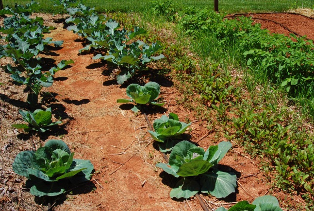 From the ground up: Enhancing a horticulture program through educational development