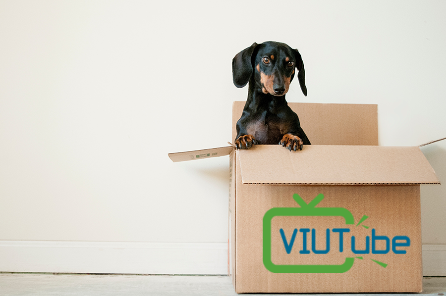 Cute dog in a moving box with VIUTube on the side.
