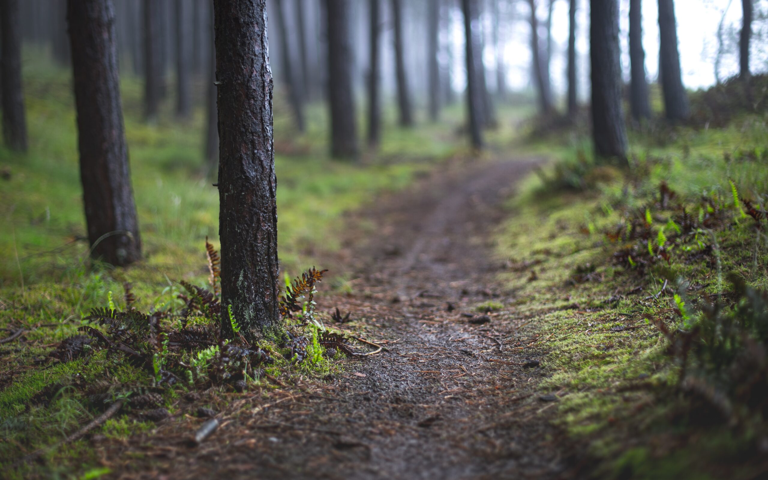 A narrow dirt path through the mossy floor of a damp rainforest. A bright sky is visible at the end of the path, past the tree line. Young ferns grow around the base of the pine trees.