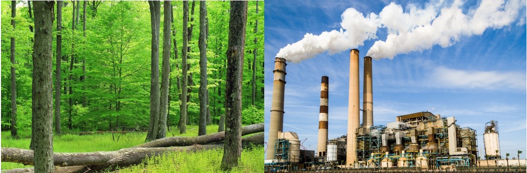 On the left, a forest of tall trees, On the right, smokestacks of a factory