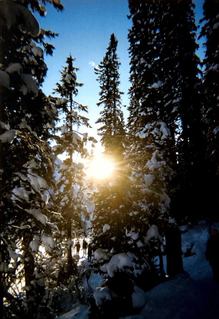 The sun shines through the snowy trees, view through them to the lake