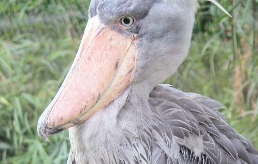 shoebill crane