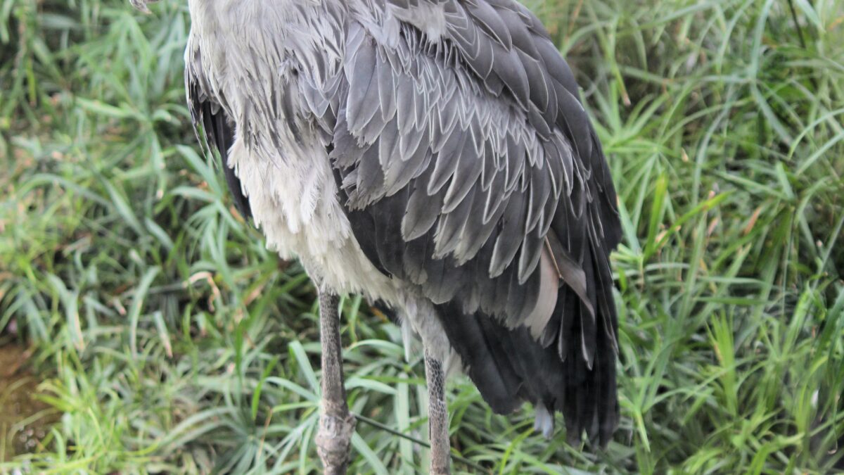 shoebill crane